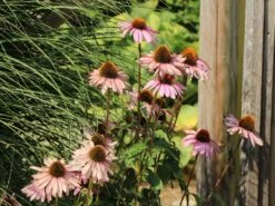 Scheinsonnenhut 'Summer Cocktail' -Angebote Wurzel Zeit Store scheinsonnenhut summer cocktail m102084 w 2