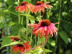 Scheinsonnenhut 'Summer Cocktail' -Angebote Wurzel Zeit Store scheinsonnenhut summer cocktail m102084 w 3