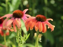 Scheinsonnenhut 'Summer Cocktail' -Angebote Wurzel Zeit Store scheinsonnenhut summer cocktail m102084 w 4