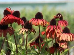 Scheinsonnenhut 'Summer Cocktail' -Angebote Wurzel Zeit Store scheinsonnenhut summer cocktail m102084 w 5