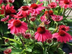 Scheinsonnenhut 'SunMagic Vintage Red' ® -Angebote Wurzel Zeit Store scheinsonnenhut sunmagic vintage red m124026 w 1