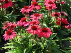 Scheinsonnenhut 'SunMagic Vintage Red' ® -Angebote Wurzel Zeit Store scheinsonnenhut sunmagic vintage red m124026 w 2