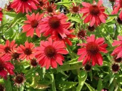 Scheinsonnenhut 'SunMagic Vintage Ruby' ® -Angebote Wurzel Zeit Store scheinsonnenhut sunmagic vintage ruby m124027 w 0