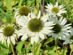 Scheinsonnenhut 'Virgin' -Angebote Wurzel Zeit Store scheinsonnenhut virgin m079849 w 0 1