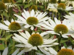 Scheinsonnenhut 'Virgin' -Angebote Wurzel Zeit Store scheinsonnenhut virgin m079849 w 0