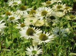 Scheinsonnenhut 'Virgin' -Angebote Wurzel Zeit Store scheinsonnenhut virgin m079849 w 1 1