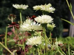 Scheinsonnenhut 'Virgin' -Angebote Wurzel Zeit Store scheinsonnenhut virgin m079849 w 1