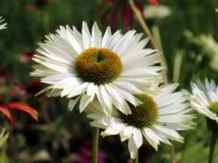 Scheinsonnenhut 'Virgin' -Angebote Wurzel Zeit Store scheinsonnenhut virgin m079849 w 2 1