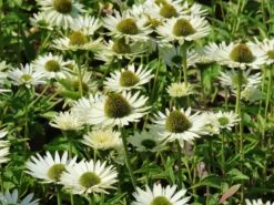 Scheinsonnenhut 'Virgin' -Angebote Wurzel Zeit Store scheinsonnenhut virgin m079849 w 3 1