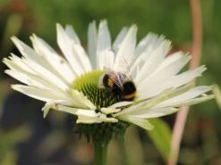 Scheinsonnenhut 'Virgin' -Angebote Wurzel Zeit Store scheinsonnenhut virgin m079849 w 3