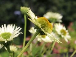 Scheinsonnenhut 'Virgin' -Angebote Wurzel Zeit Store scheinsonnenhut virgin m079849 w 4 1