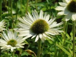 Scheinsonnenhut 'Virgin' -Angebote Wurzel Zeit Store scheinsonnenhut virgin m079849 w 4