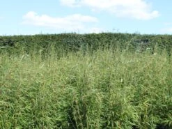 Schirmbambus 'Campbell' -Angebote Wurzel Zeit Store schirmbambus campbell m058290 w 0