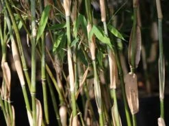 Schirmbambus 'Campbell' -Angebote Wurzel Zeit Store schirmbambus campbell m058290 w 3