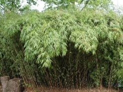 Angebote Wurzel Zeit Store 19 Schirmbambus