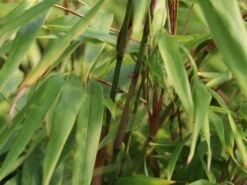 Schirmbambus -Angebote Wurzel Zeit Store schirmbambus m058288 w 1