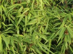 Schirmbambus -Angebote Wurzel Zeit Store schirmbambus m058288 w 2