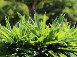 Schirmbambus -Angebote Wurzel Zeit Store schirmbambus m058288 w 3