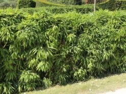 Schirmbambus -Angebote Wurzel Zeit Store schirmbambus m058288 w 4