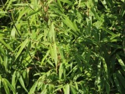 Schirmbambus -Angebote Wurzel Zeit Store schirmbambus m058288 w 8