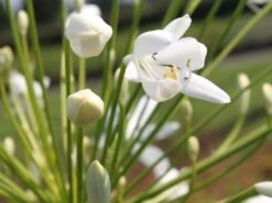 Afrikanische Schmucklilie 'Albus' -Angebote Wurzel Zeit Store schmucklilie albus m044533 w 1