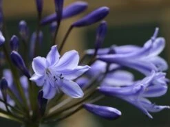 Schmucklilie 'Blue Triumphator' -Angebote Wurzel Zeit Store schmucklilie blue triumphator m076679 w 0