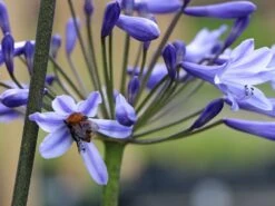 Schmucklilie 'Blue Triumphator' -Angebote Wurzel Zeit Store schmucklilie blue triumphator m076679 w 3