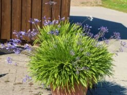 Schmucklilie 'Blue Triumphator' -Angebote Wurzel Zeit Store schmucklilie blue triumphator m076679 w 4