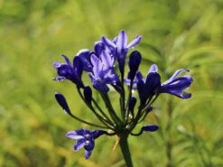 Schmucklilie 'Blue Triumphator' -Angebote Wurzel Zeit Store schmucklilie blue triumphator m076679 w 5