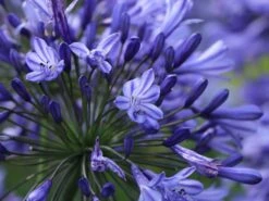 Schmucklilie 'Blue Triumphator' -Angebote Wurzel Zeit Store schmucklilie blue triumphator m076679 w 6