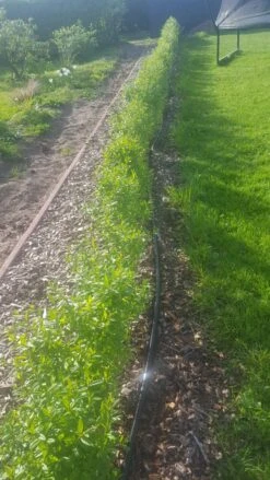 Schwarzgrüner Liguster 'Atrovirens' -Angebote Wurzel Zeit Store schwarzgruener liguster atrovirens m005190 193676 0