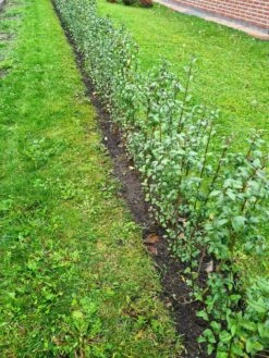 Schwarzgrüner Liguster 'Atrovirens' -Angebote Wurzel Zeit Store schwarzgruener liguster atrovirens m005190 949197 0