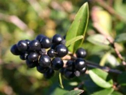 Schwarzgrüner Liguster 'Atrovirens' -Angebote Wurzel Zeit Store schwarzgruener liguster atrovirens m005190 w 1