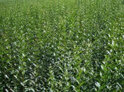 Schwarzgrüner Liguster 'Atrovirens' -Angebote Wurzel Zeit Store schwarzgruener liguster atrovirens m005190 w 2