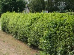 Schwarzgrüner Liguster 'Atrovirens' -Angebote Wurzel Zeit Store schwarzgruener liguster atrovirens m005190 w 3