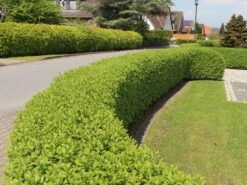 Schwarzgrüner Liguster 'Atrovirens' -Angebote Wurzel Zeit Store schwarzgruener liguster atrovirens m005190 w 4