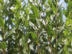 Schwarzgrüner Liguster 'Atrovirens' -Angebote Wurzel Zeit Store schwarzgruener liguster atrovirens m005190 w 5