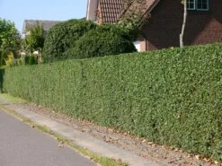 Schwarzgrüner Liguster 'Atrovirens' -Angebote Wurzel Zeit Store schwarzgruener liguster atrovirens m005190 w 6