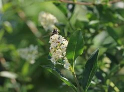 Schwarzgrüner Liguster 'Atrovirens' -Angebote Wurzel Zeit Store schwarzgruener liguster atrovirens m005190 w 7