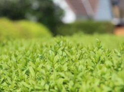 Schwarzgrüner Liguster 'Atrovirens' -Angebote Wurzel Zeit Store schwarzgruener liguster atrovirens m005190 w 8