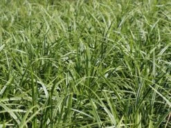 Weißrandige Segge / Japan-Segge 'Icedance' -Angebote Wurzel Zeit Store segge ice dance m054252 w 0