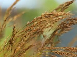 Silberährengras / Ränkegras -Angebote Wurzel Zeit Store silberaehrengras raenkegras m009047 w 0