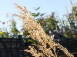 Silberährengras / Ränkegras -Angebote Wurzel Zeit Store silberaehrengras weiss raenkgras m009047 w 1