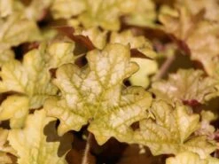 Silberglöckchen 'Ginger Ale' ® -Angebote Wurzel Zeit Store silbergloeckchen ginger ale m062241 w 0