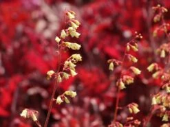 Silberglöckchen 'Ginger Ale' ® -Angebote Wurzel Zeit Store silbergloeckchen ginger ale m062241 w 3