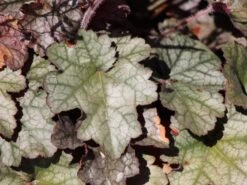 Purpurglöckchen 'Paris' -Angebote Wurzel Zeit Store silbergloeckchen paris m080545 w 0