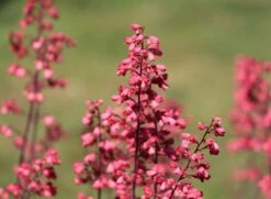 Purpurglöckchen 'Paris' -Angebote Wurzel Zeit Store silbergloeckchen paris m080545 w 1