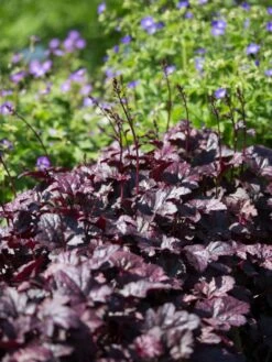 Silberglöckchen 'Plum Pudding' ® -Angebote Wurzel Zeit Store silbergloeckchen plum pudding m062286 w 1