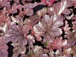 Silberglöckchen 'Plum Pudding' ® -Angebote Wurzel Zeit Store silbergloeckchen plum pudding m062286 w 5