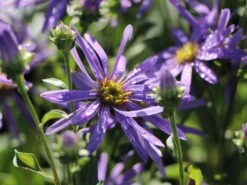 Sommer-Aster 'Sternkugel' -Angebote Wurzel Zeit Store sommer aster sternkugel m044614 w 0